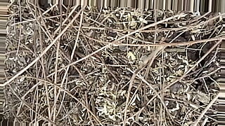jungle-orgy-tulum-sixsome